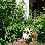 Portopiccolo With Garden And Included Lägenhet